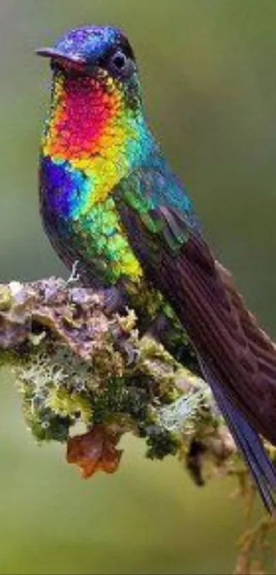 Vibrant hummingbird perched on a mossy branch with colorful feathers.