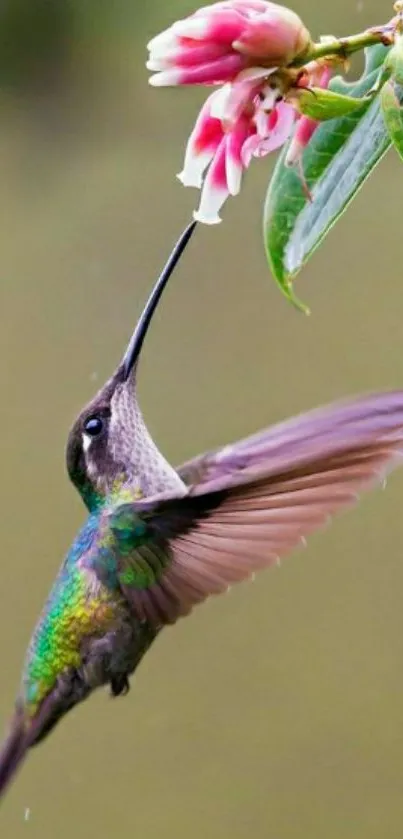 Hummingbird hovers near pink flowers in a lush green background.