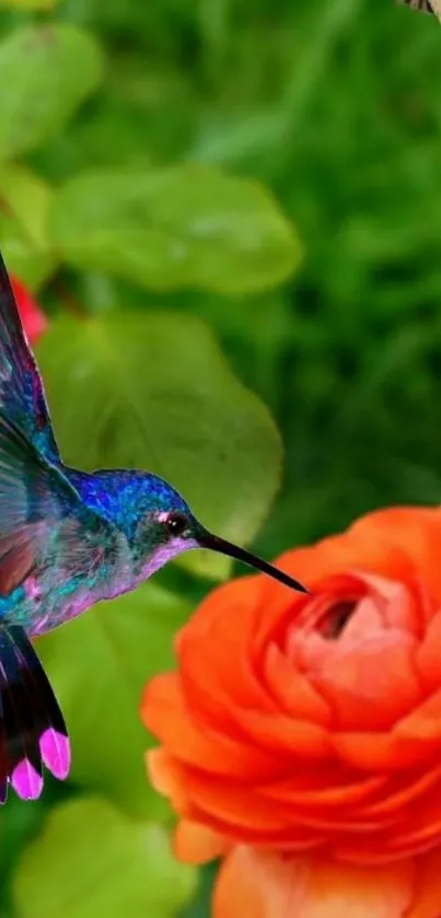 Colorful hummingbird near orange flower with green leaves.