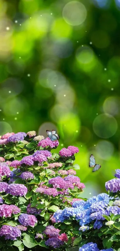 Bright hydrangeas with butterflies in a lush garden setting.