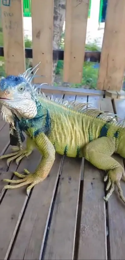 Vibrant green iguana resting on a wooden deck.