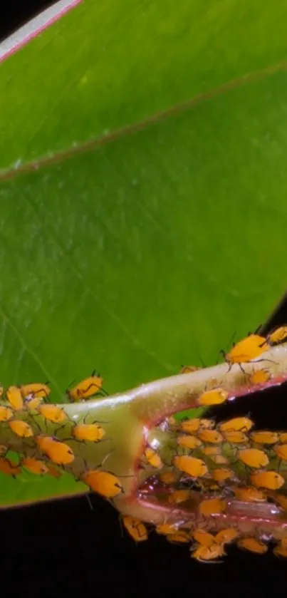 Orange insects clustered on a green leaf, creating a vivid nature wallpaper.