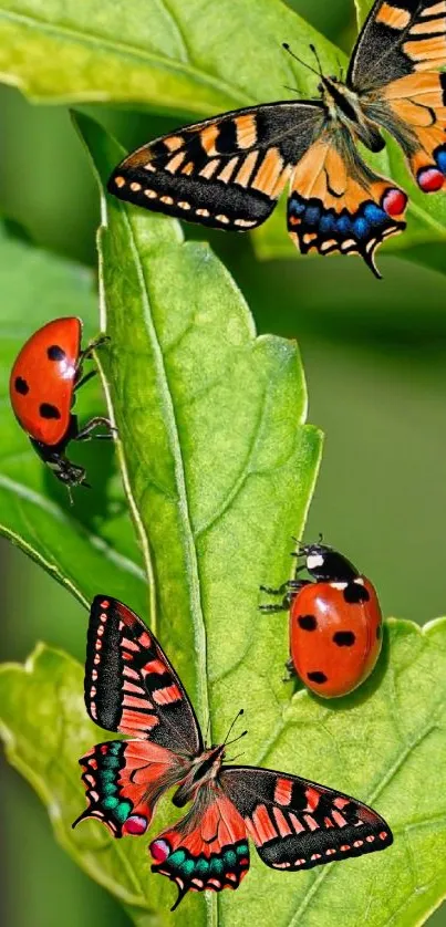 Butterflies and ladybugs on green leaves wallpaper.