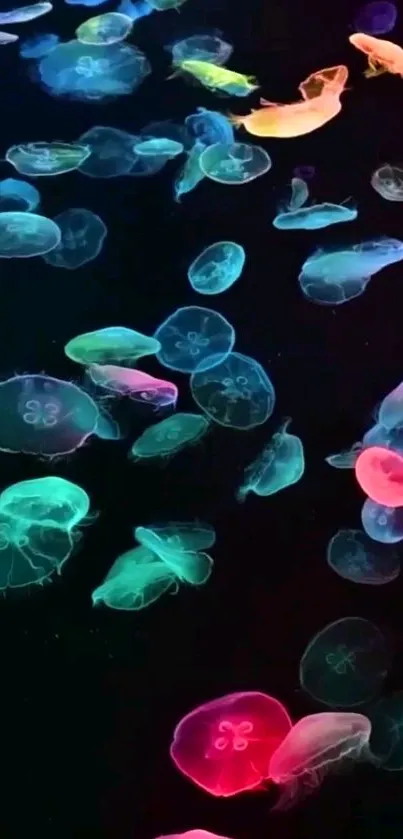 Vibrant neon-colored jellyfish against a black background.