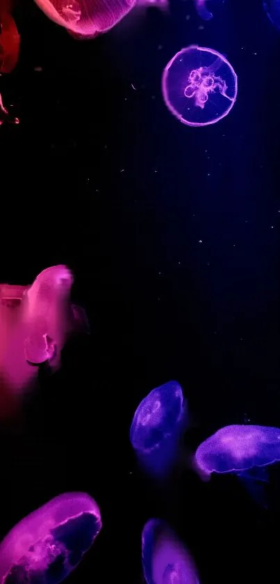 Colorful jellyfish floating against dark ocean background.