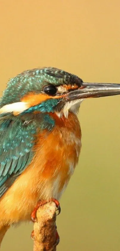 Close-up of a colorful kingfisher perched with vibrant feathers.