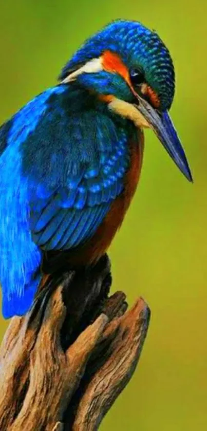 Colorful kingfisher perched on branch with vibrant blue and orange plumage.