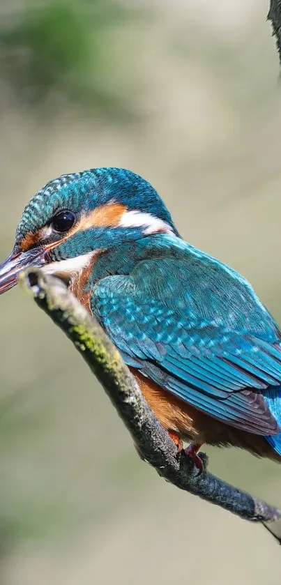 Vibrant kingfisher perched on a branch, showcasing blue and orange plumage.