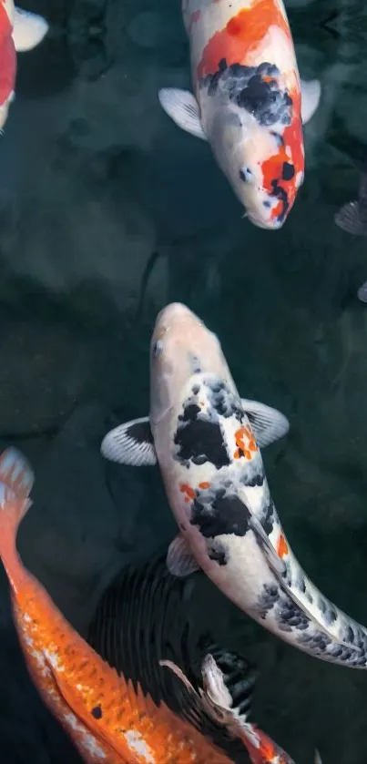 Vibrant koi fish swimming in a serene pond.