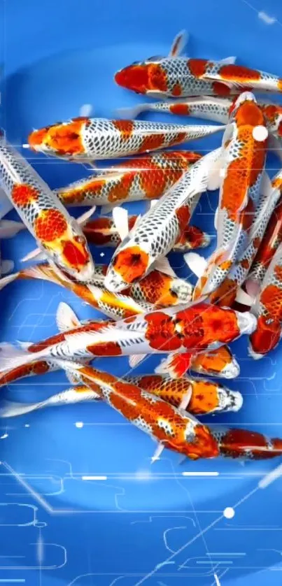 Colorful koi fish swimming in vibrant blue background.