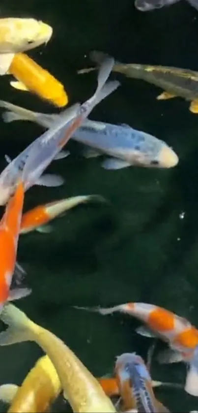 Colorful koi fish swimming in a tranquil pond.