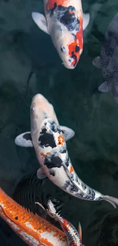 Vibrant koi fish swimming in a serene pond.