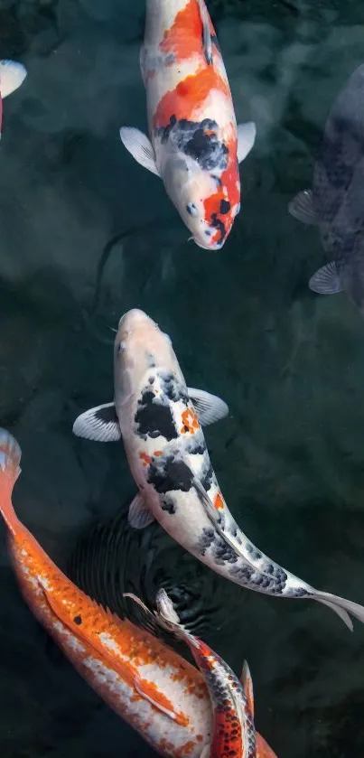 Colorful koi fish swimming in a tranquil pond.