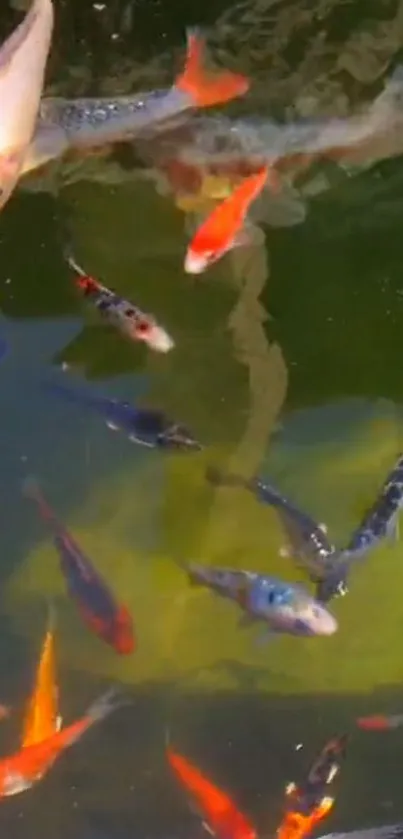 Vibrant koi fish swimming in a lush green pond.