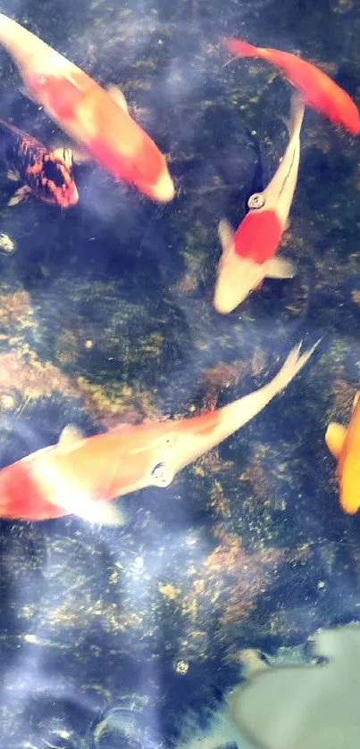 Mobile wallpaper featuring colorful koi fish swimming in serene water.