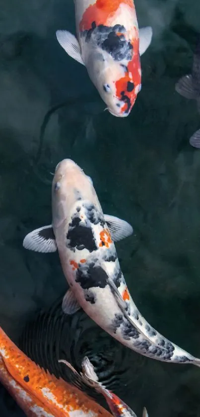 Colorful koi fish swimming in a dark green pond, creating a tranquil scene.