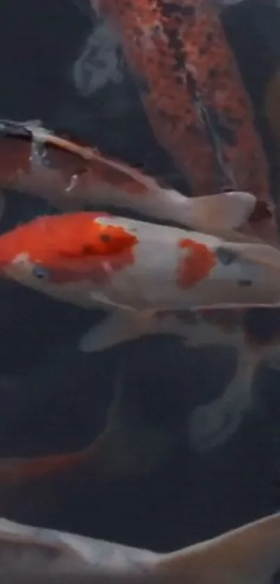 Colorful koi fish swimming in a pond, showcasing vibrant aquatic life.