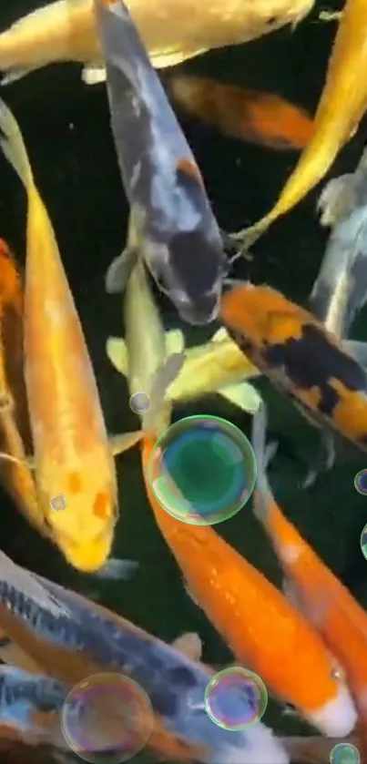 Colorful koi fish swimming in a serene pond.