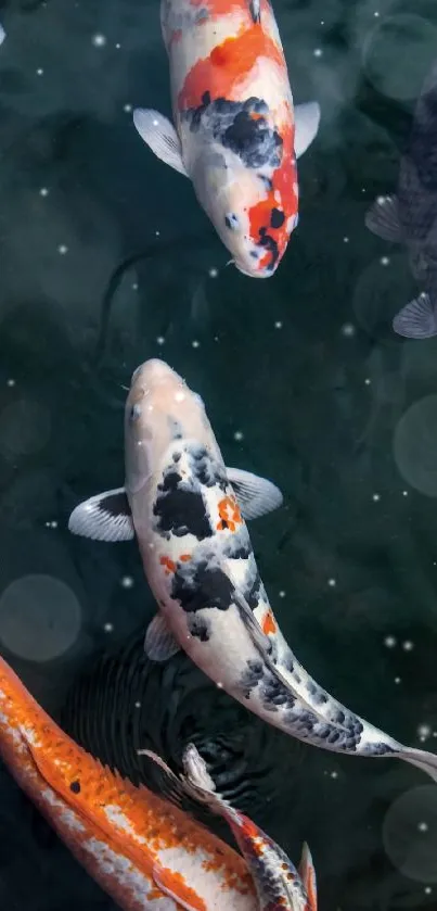 Colorful koi fish swimming in a serene pond.