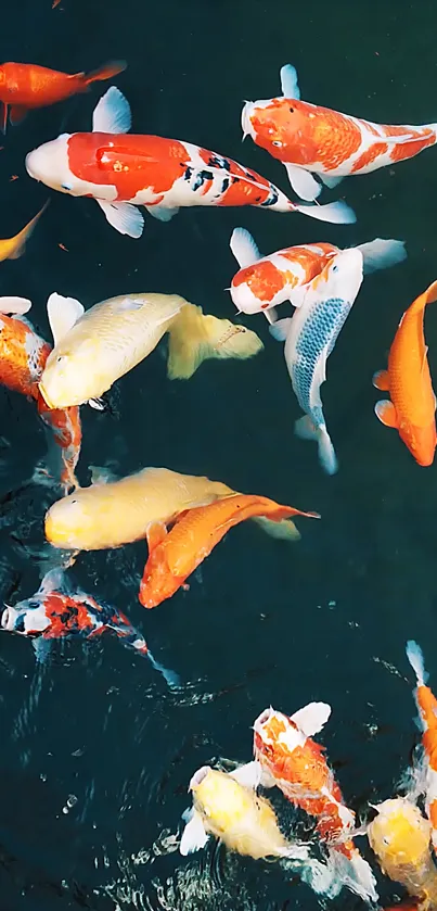 Vibrant koi fish swimming in a beautiful pond.