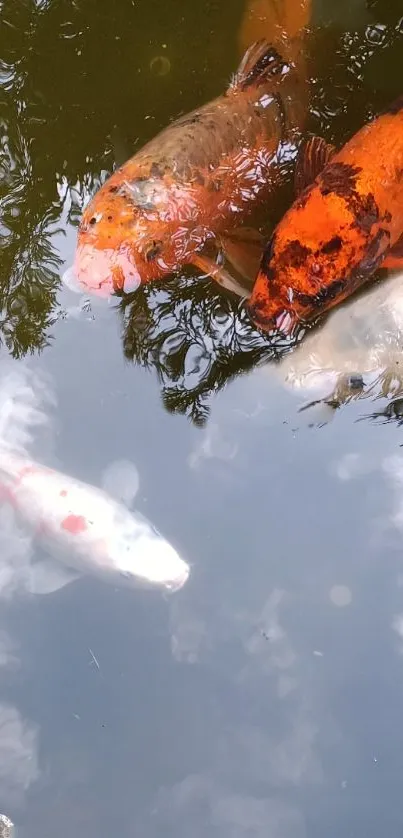 Vibrant koi fish swimming in a serene pond with reflective water surface and nature views.