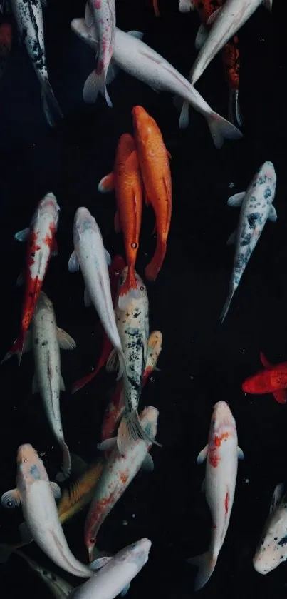 Vibrant koi fish swimming with elegance against a dark background.