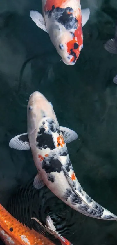 A serene display of colorful koi fish in a dark blue pond.