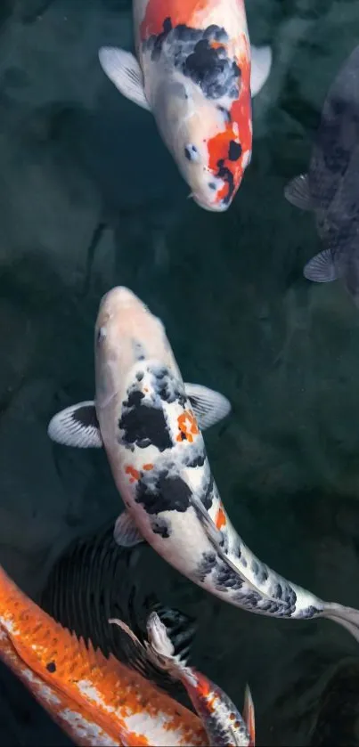 Colorful koi fish swimming in a serene pond.