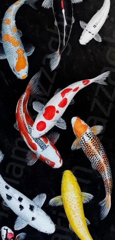 Colorful koi fish swimming on black background wallpaper.