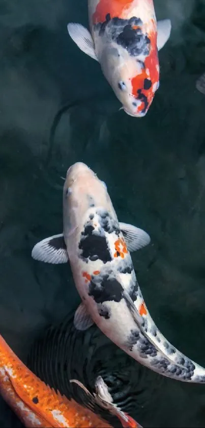 Vibrant koi fish swim gracefully in a tranquil water setting.