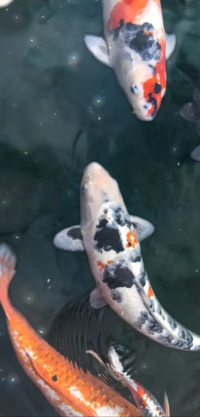 Colorful koi fish swimming in dark water.