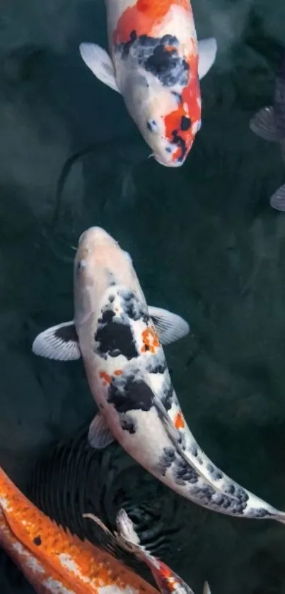 A vibrant koi fish swims gracefully in clear, serene water.