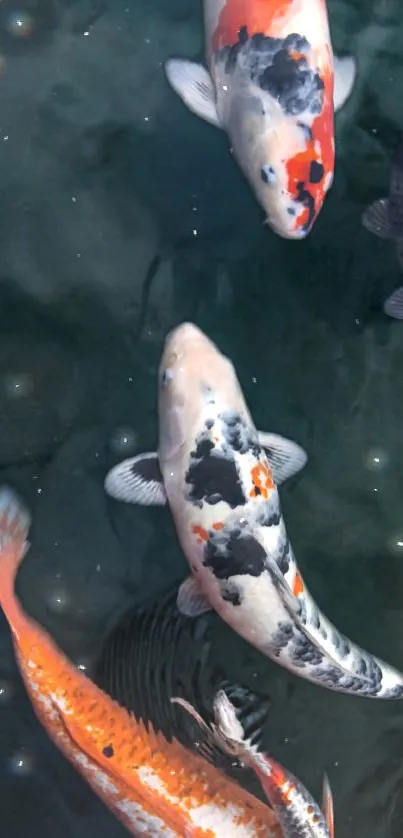 Vibrant koi fish swimming in tranquil waters.