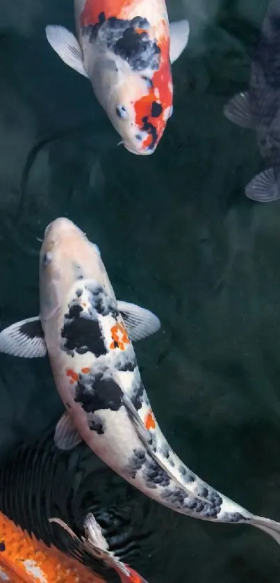 Colorful koi fish swimming in serene water