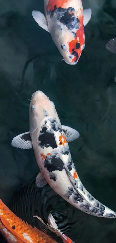 Vibrant koi fish swim in dark blue water.