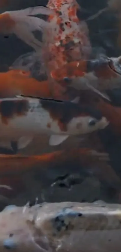 Koi fish swimming vibrantly in a pond with dark orange hues.