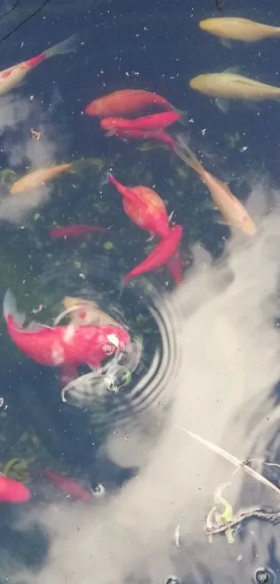 Colorful koi fish swimming in a serene pond.