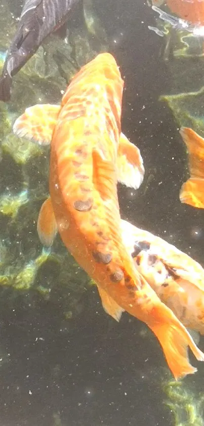 Orange and white koi fish swimming in a serene pond.