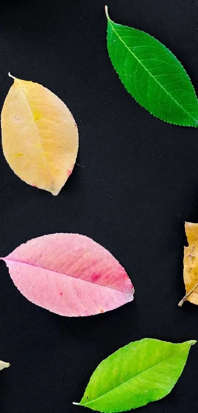 Colorful leaves on a black background mobile wallpaper.