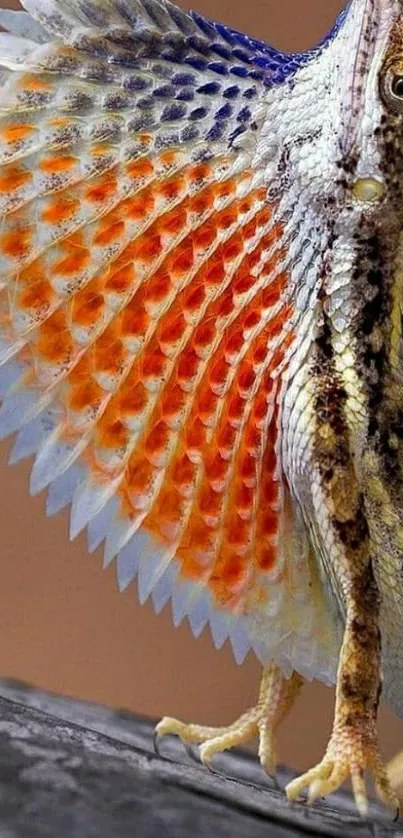 Vibrant lizard with colorful frills on a mobile wallpaper background.