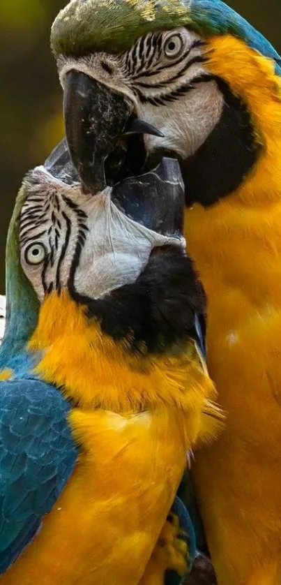 A pair of colorful macaw parrots on a branch.