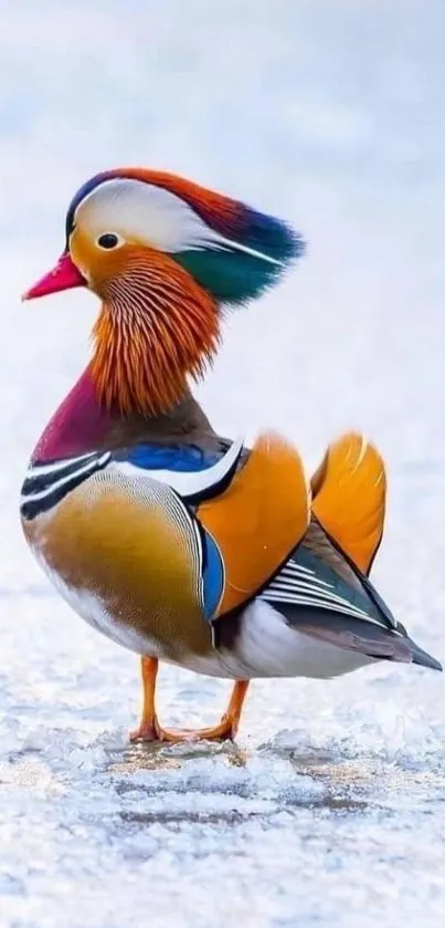 Vibrant mandarin duck with colorful plumage on ice.