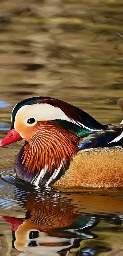 Vibrant Mandarin duck gliding on water with beautiful reflections.