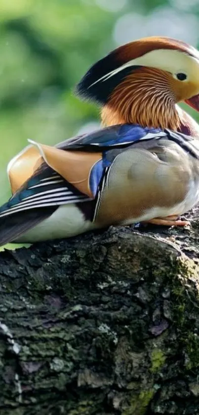 Colorful mandarin duck on a tree branch wallpaper.