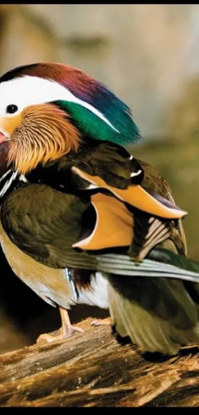 A colorful mandarin duck with vibrant feathers on a natural background.