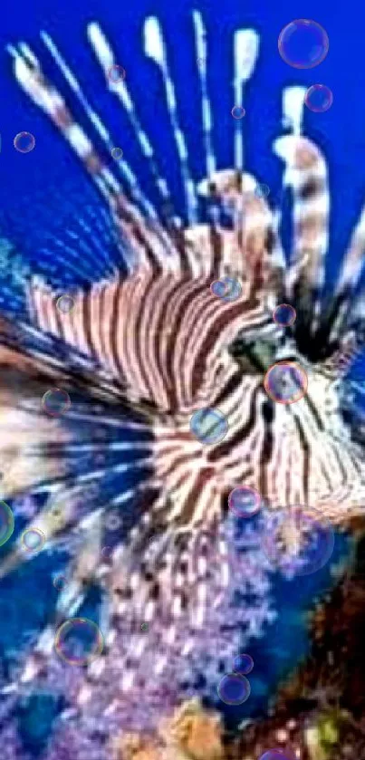Lionfish swimming in vibrant coral reef with blue ocean background.