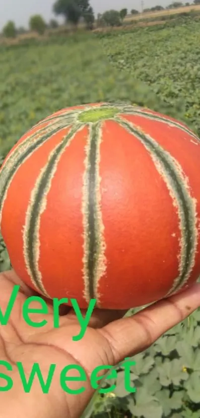 A colorful melon held in hand against a green field backdrop.