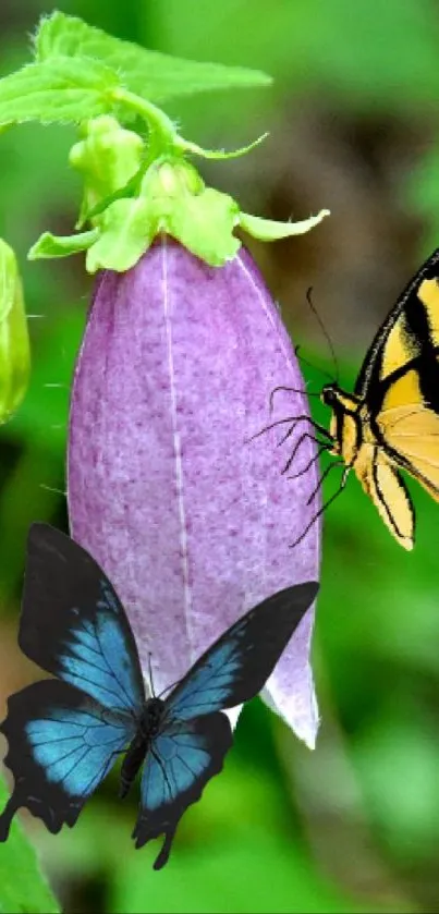 Beautiful wallpaper with butterflies and a bell-shaped purple flower in nature.