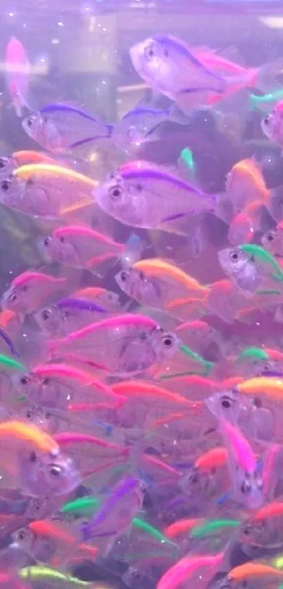 Vibrant aquarium with neon fish swimming underwater.