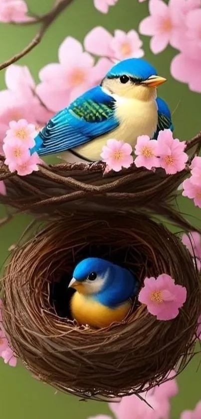 Two vibrant bluebirds in cherry blossoms.